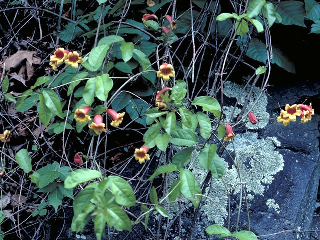 Bignonia capreolata (Crossvine) #3047