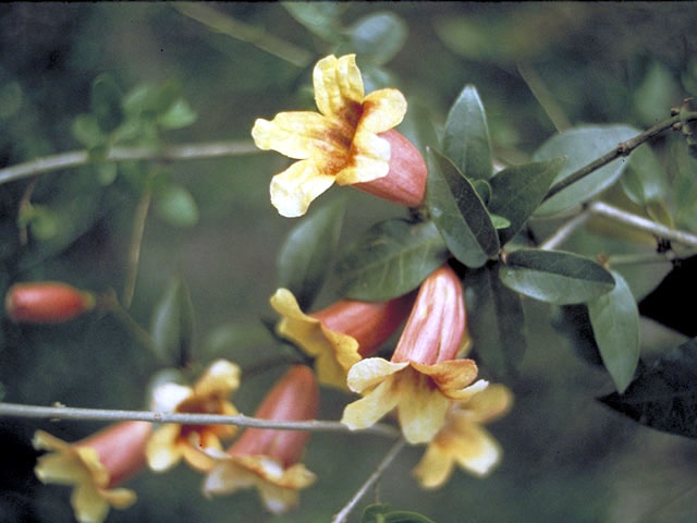 Bignonia capreolata (Crossvine) #3049