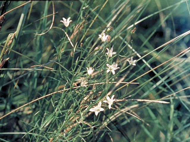 Campanula aparinoides (Marsh bellflower) #3078