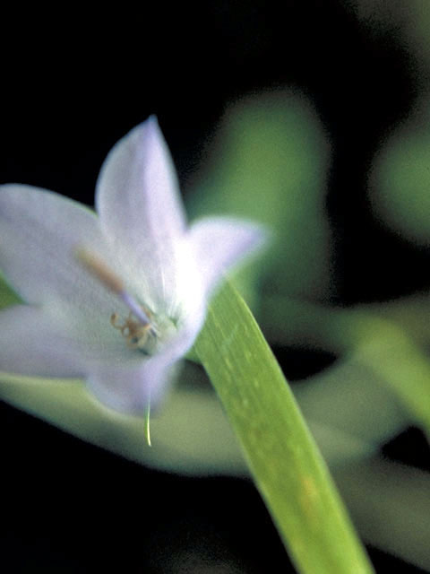 Campanula aparinoides (Marsh bellflower) #3080