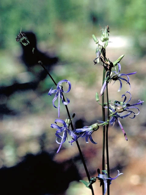 Asyneuma prenanthoides (California harebell) #3091