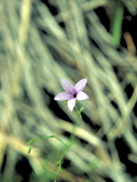 Campanula reverchonii (Basin bellflower) #3097