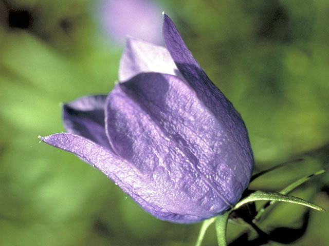 Campanula rotundifolia (Bluebell bellflower) #3104