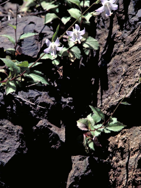 Campanula scouleri (Pale bellflower) #3106