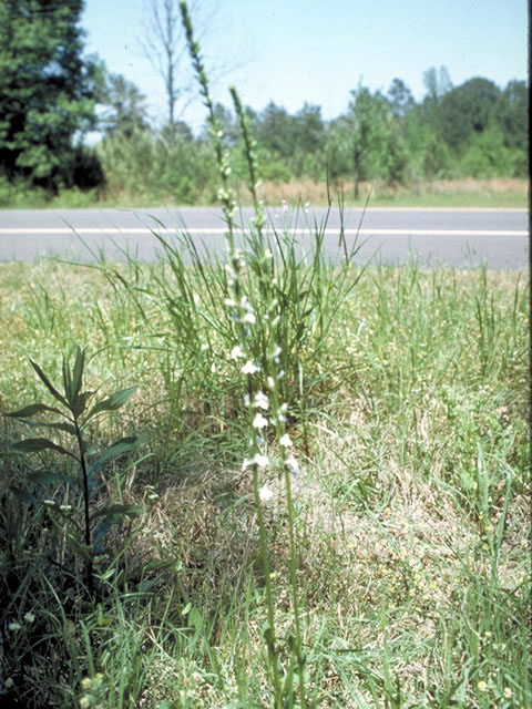 Lobelia appendiculata (Pale lobelia) #3118