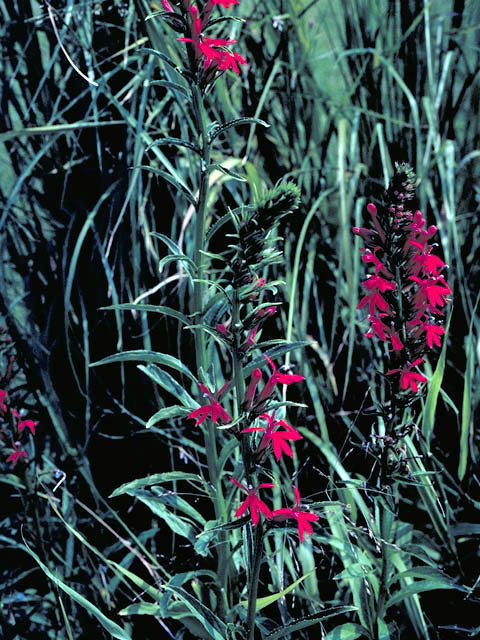 Lobelia cardinalis (Cardinal flower) #3122