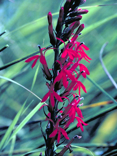 Lobelia cardinalis (Cardinal flower) #3123
