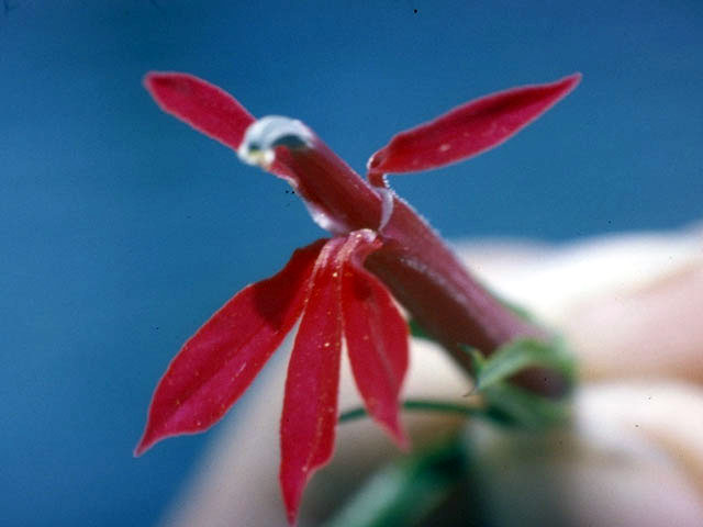Lobelia cardinalis (Cardinal flower) #3124