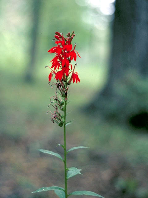 Lobelia cardinalis (Cardinal flower) #3125