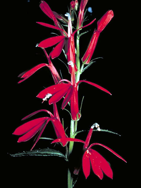 Lobelia cardinalis (Cardinal flower) #3126