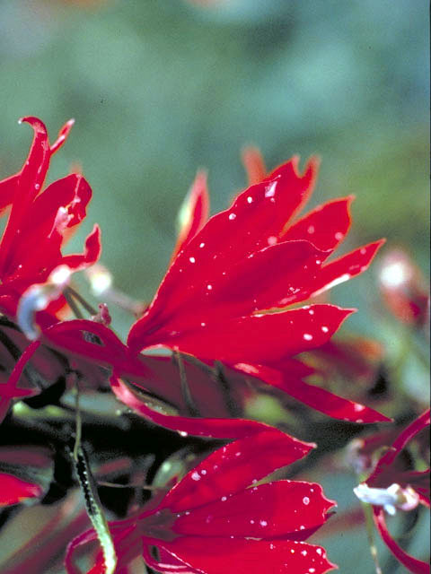 Lobelia cardinalis (Cardinal flower) #3129