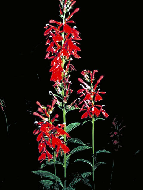 Lobelia cardinalis (Cardinal flower) #3130