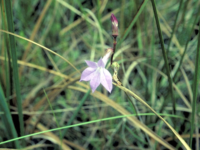Lobelia glandulosa (Glade lobelia) #3139
