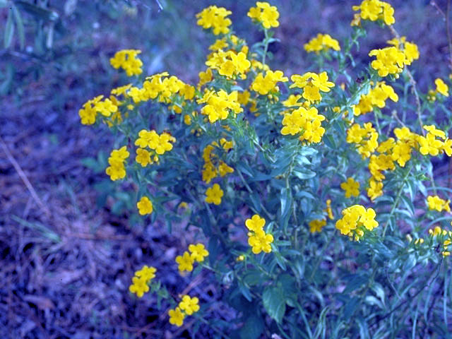 Lithospermum canescens (Hoary puccoon) #3169