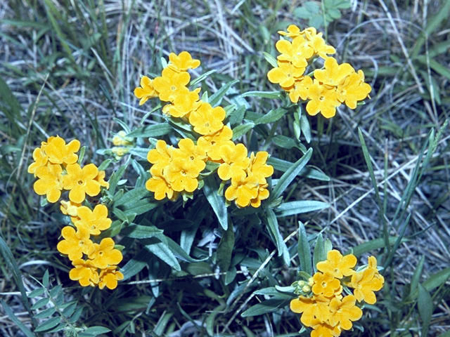 Lithospermum canescens (Hoary puccoon) #3170