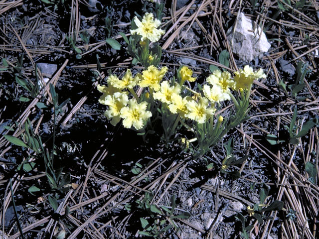 Lithospermum incisum (Fringed puccoon) #3177