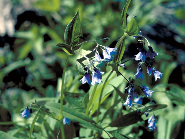 Mertensia alpina (Alpine bluebells) #3183