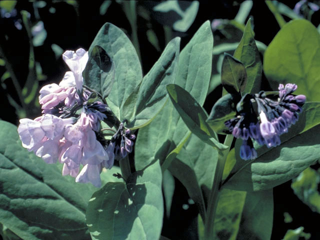 Mertensia virginica (Virginia bluebells) #3198