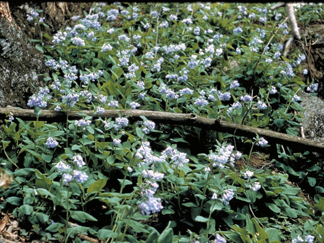 Mertensia virginica (Virginia bluebells) #3200