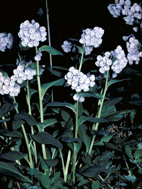 Mertensia virginica (Virginia bluebells) #3203