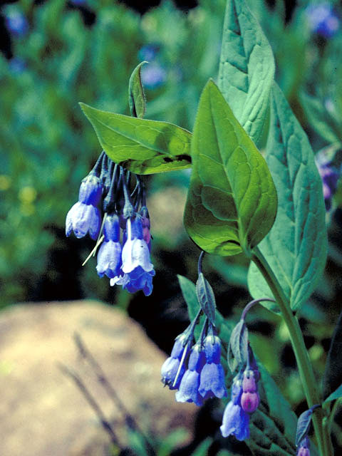 Mertensia oblongifolia (Oblongleaf bluebells) #3206
