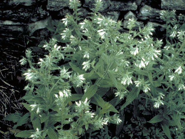 Onosmodium helleri (Heller's marbleseed) #3229