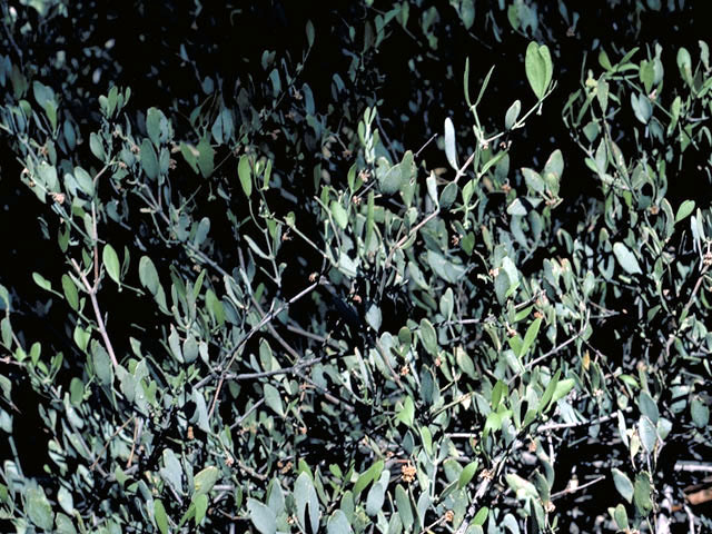 Simmondsia chinensis (Jojoba) #3244