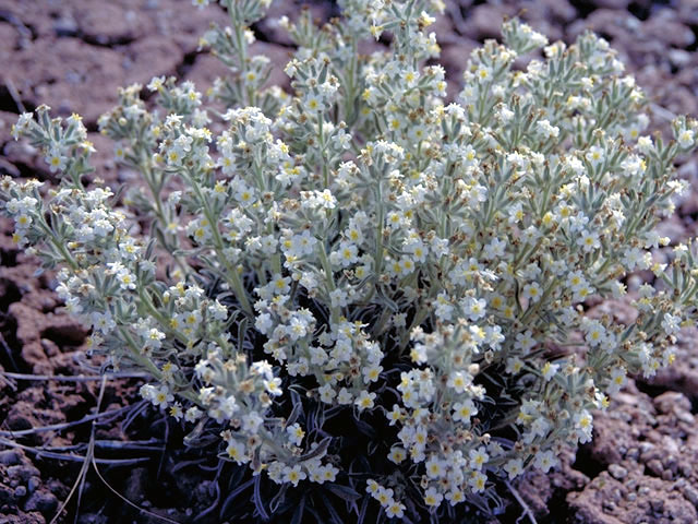 Cryptantha flavoculata (Roughseed cryptantha) #3264