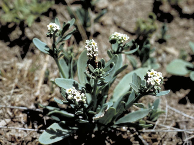 Heliotropium curassavicum (Salt heliotrope) #3306