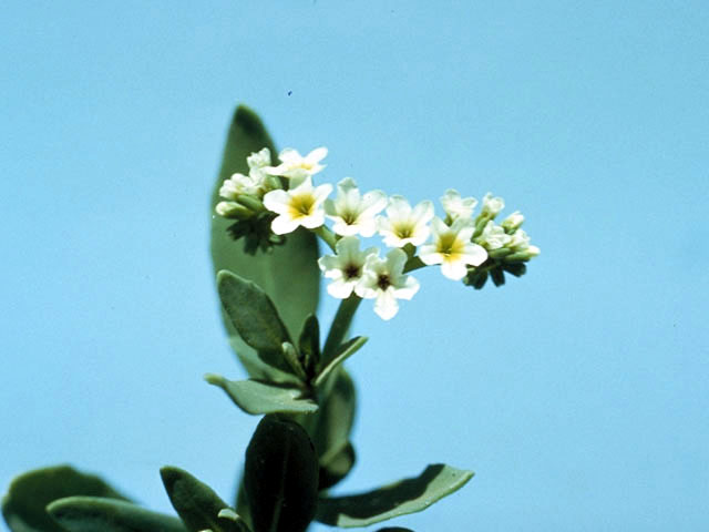Heliotropium curassavicum (Salt heliotrope) #3307