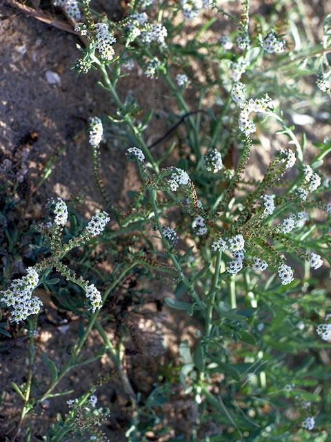 Heliotropium curassavicum (Salt heliotrope) #3309