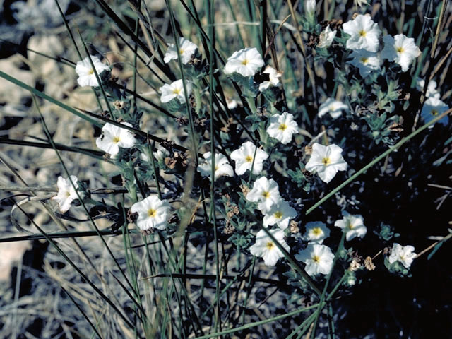 Heliotropium greggii (Fragrant heliotrope) #3310