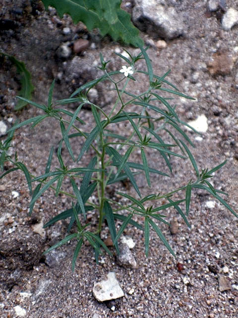 Heliotropium tenellum (Pasture heliotrope) #3317