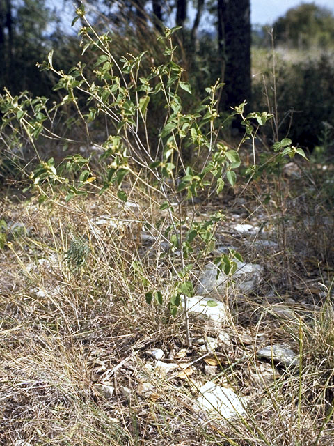 Croton fruticulosus (Bush croton) #3342