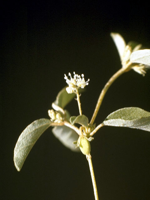 Croton monanthogynus (Prairie tea) #3344