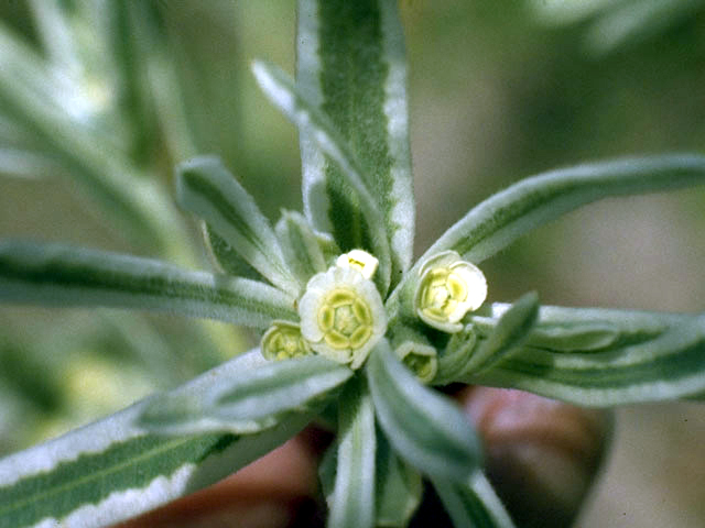 Euphorbia bicolor (Snow on the prairie) #3357