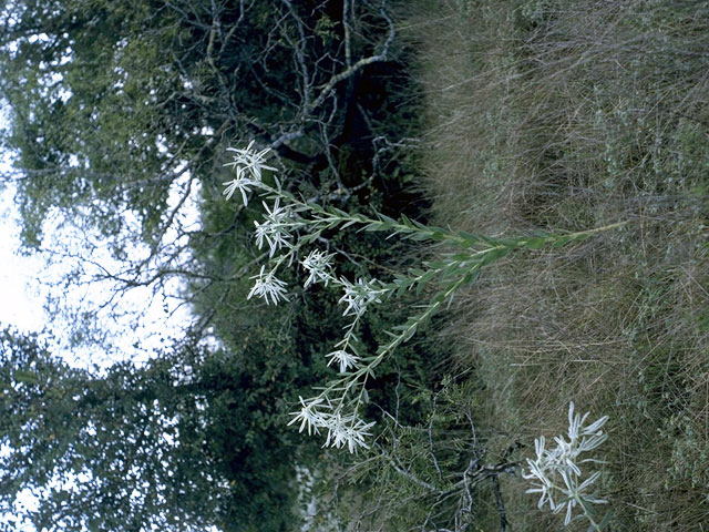 Euphorbia bicolor (Snow on the prairie) #3359