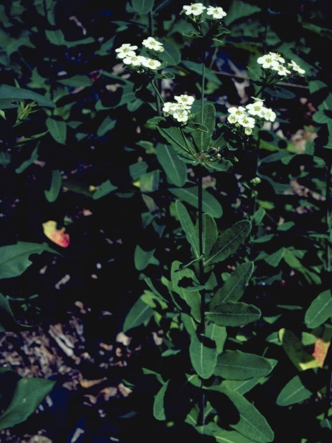 Euphorbia corollata (Flowering spurge) #3364