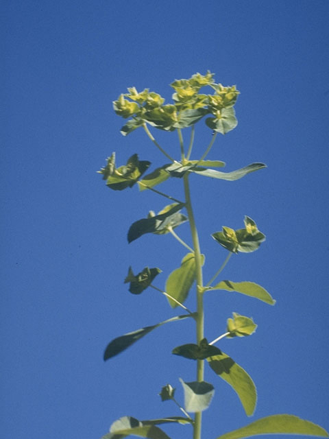 Euphorbia spathulata (Warty spurge) #3370