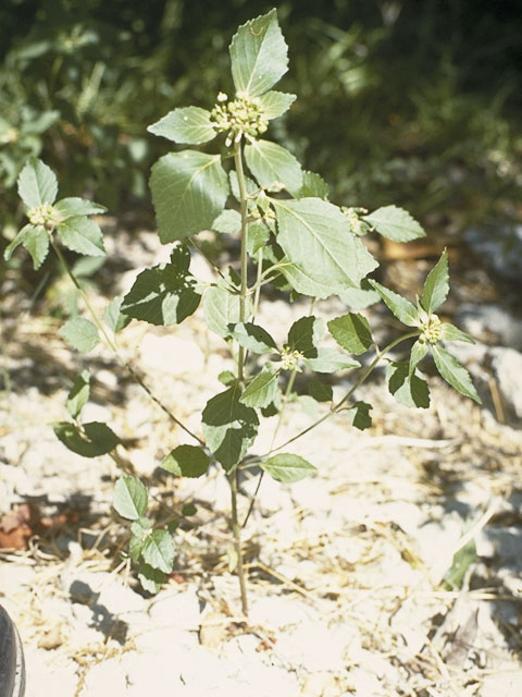 Euphorbia heterophylla (Mexican fireplant) #3373