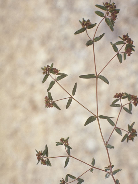 Chamaesyce missurica (Prairie sandmat) #3382