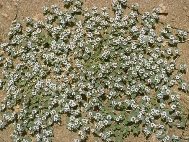 Chamaesyce polycarpa (Smallseed sandmat) #3384