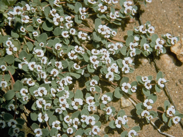 Chamaesyce polycarpa (Smallseed sandmat) #3385