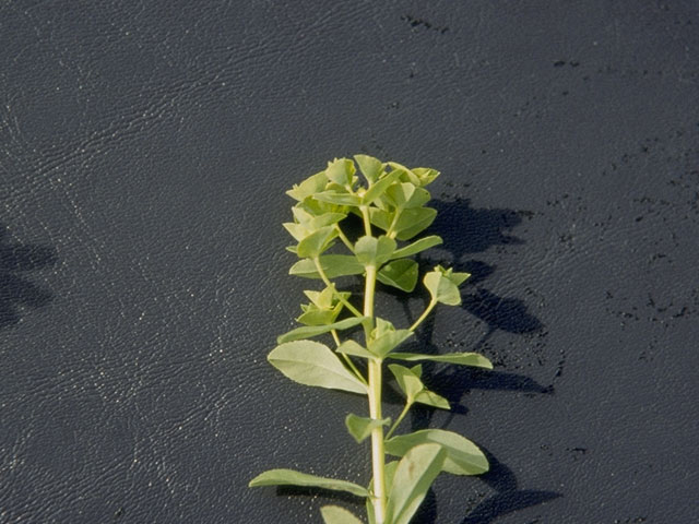 Euphorbia spathulata (Warty spurge) #3391