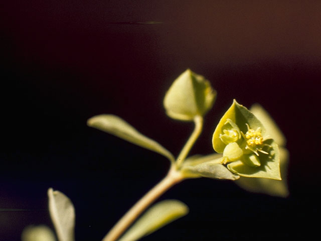 Euphorbia tetrapora (Weak spurge) #3392