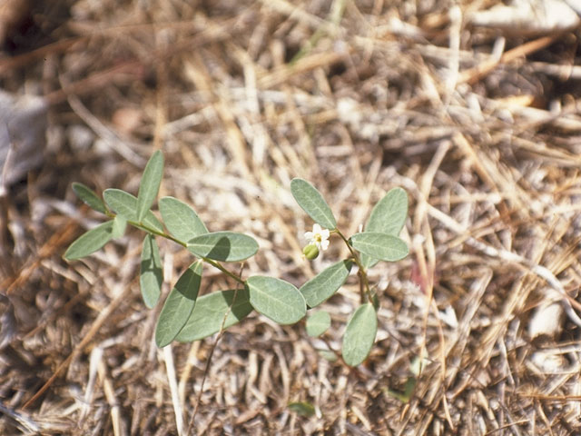 Euphorbia pubentissima (False flowering spurge) #3394