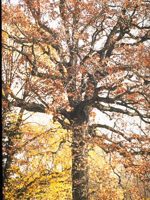 Quercus alba (White oak) #3415