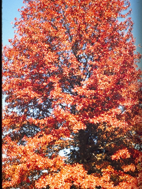 Quercus coccinea (Scarlet oak) #3419