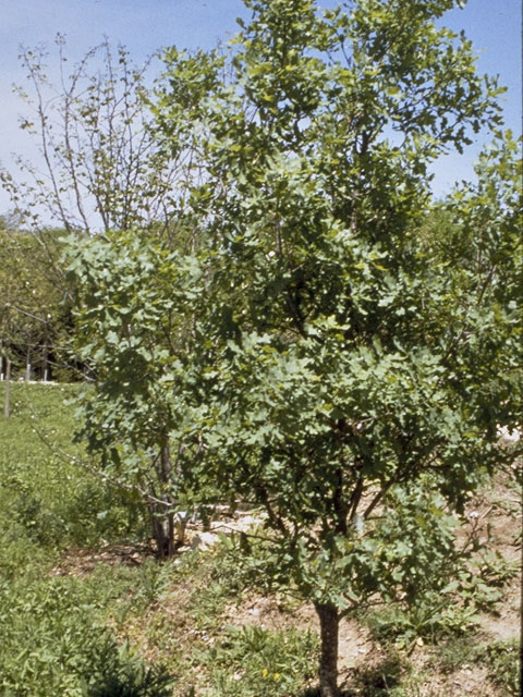 Quercus laceyi (Lacey oak) #3426