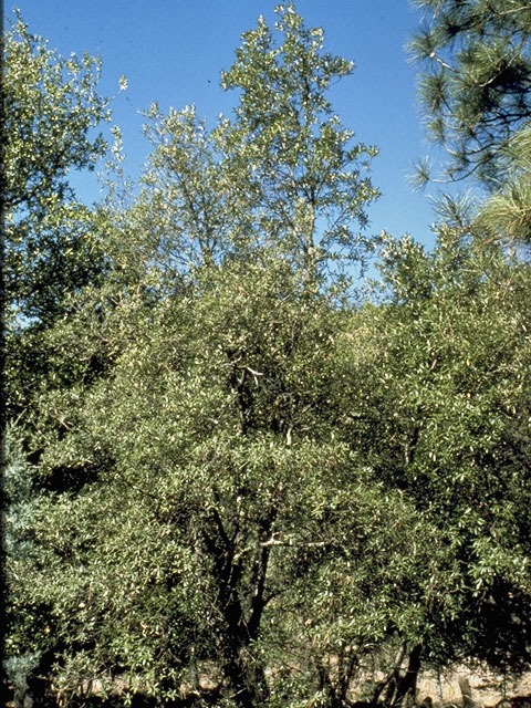 Quercus hypoleucoides (Silverleaf oak) #3429